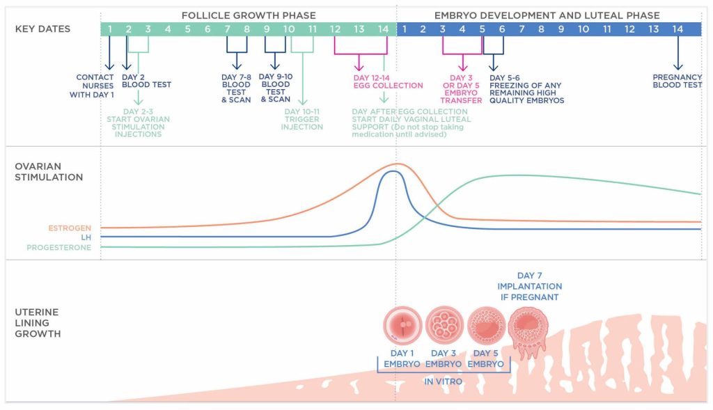 IVF cycle diagram